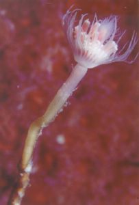 Tube anemone, Kapiti Island New Zealand. Nikonos 5 & 1:2 ... by David Williams 